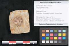 Foto (Objekt + Etikett) von Fagus pyrrhae Unger (NHMW-GEO-2024-0188-11475)